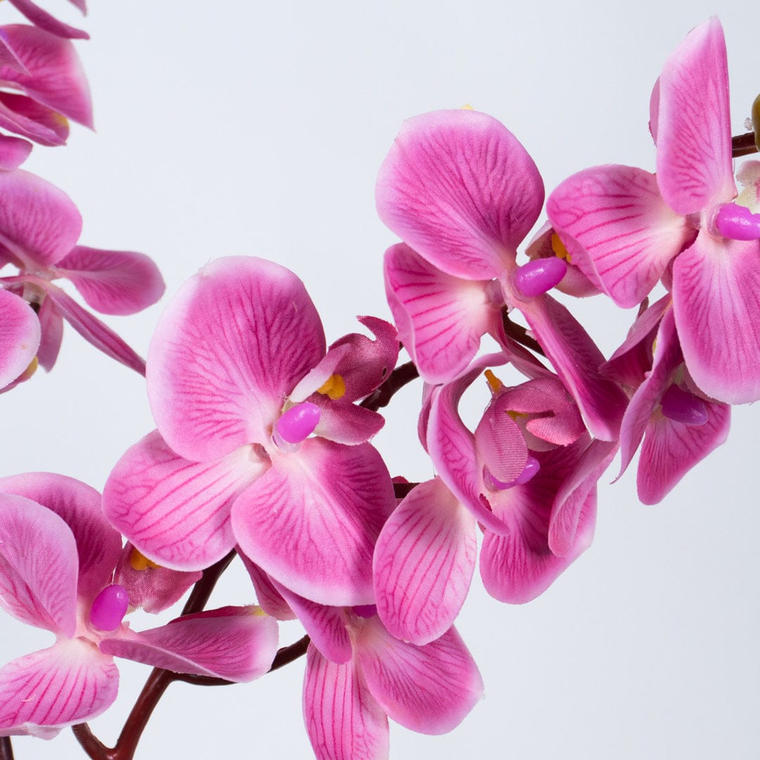 Single Orchidee Bubble