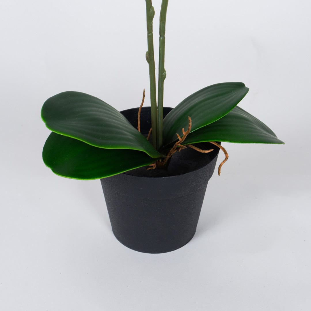 Single Orchidee Fuchsia