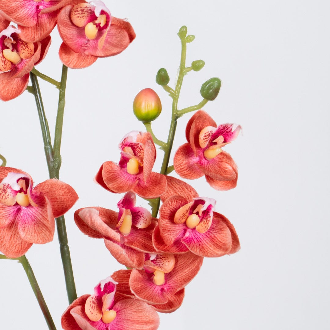 Single Orchidee Rosa