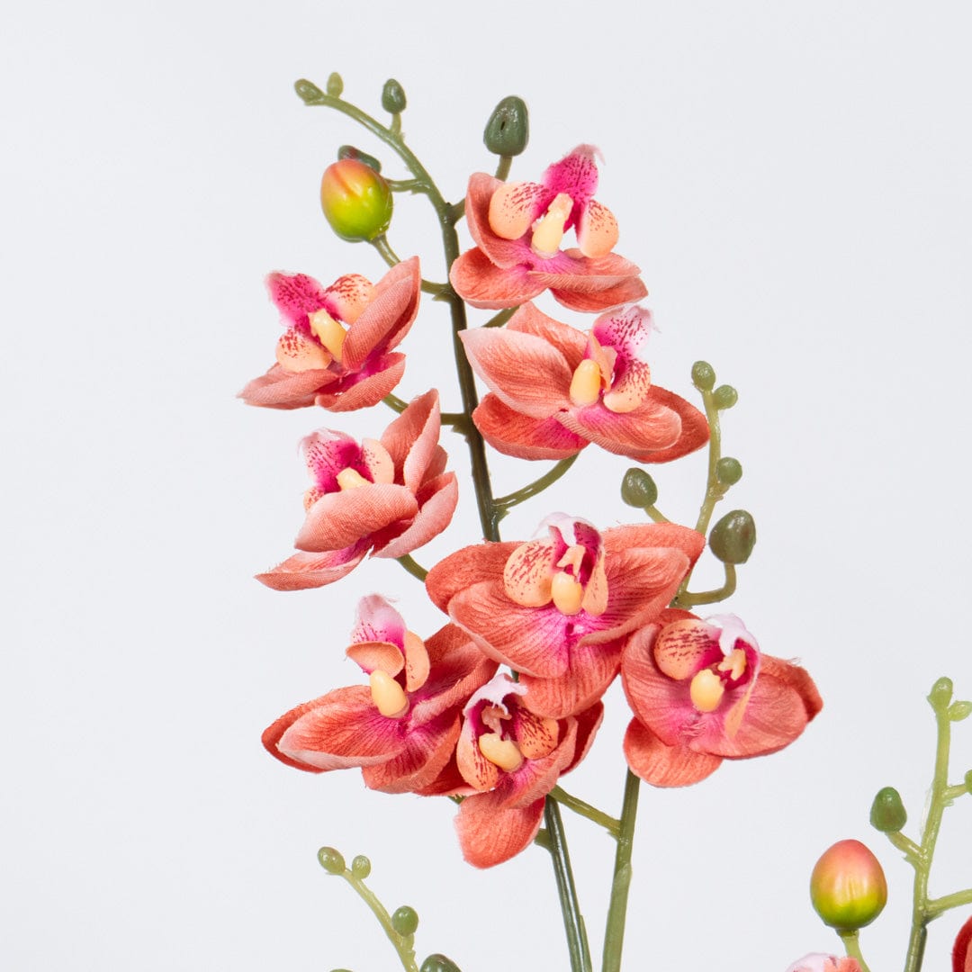 Single Orchidee Rosa