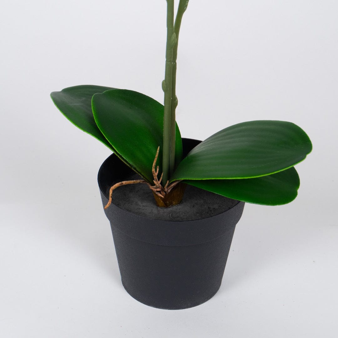 Single Orchidee Rosa