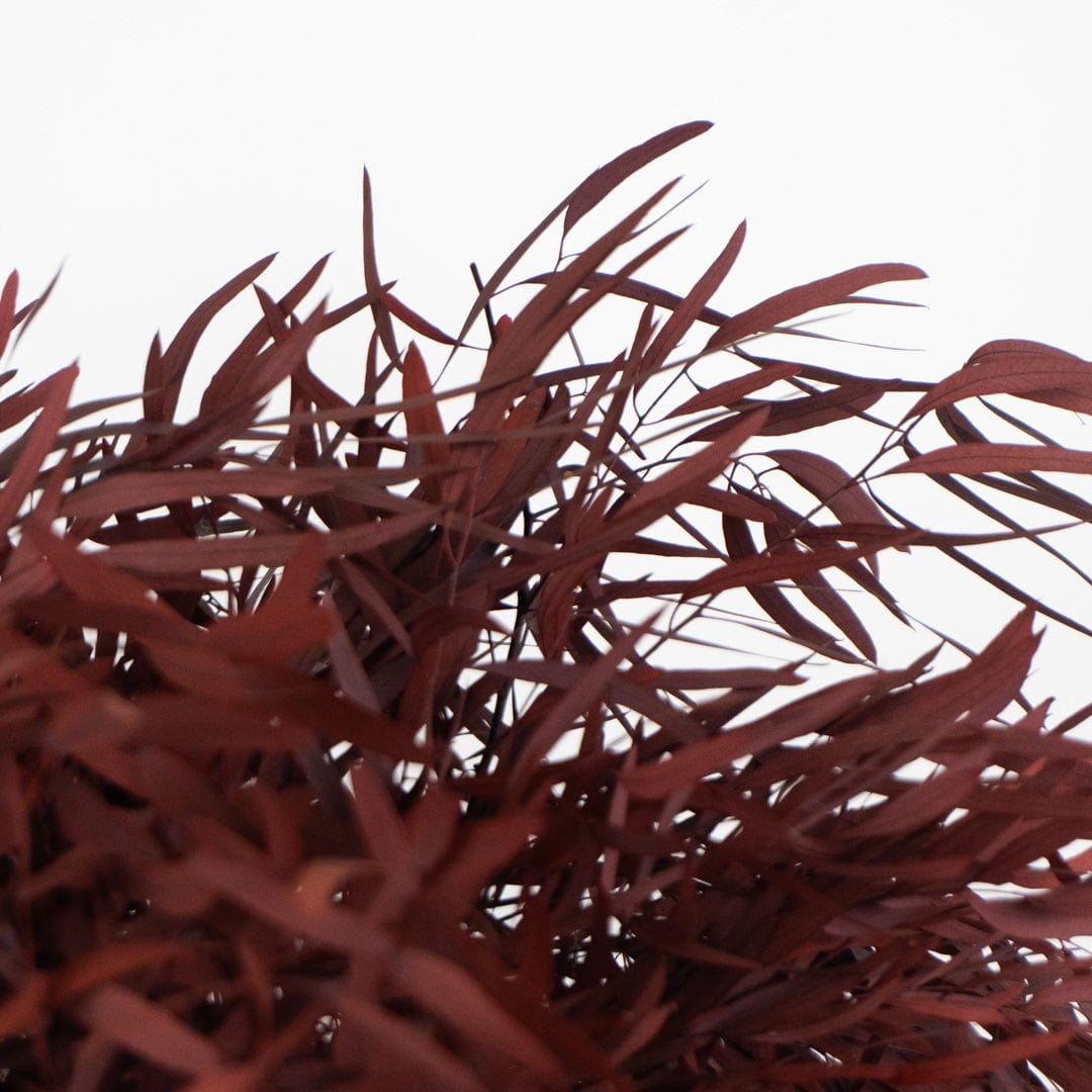 Ramo Eukalyptus Nicholli Granatrot
