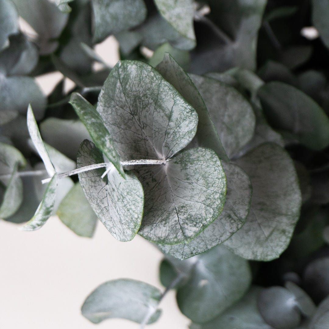 Mazzo di Eucalipto Verde