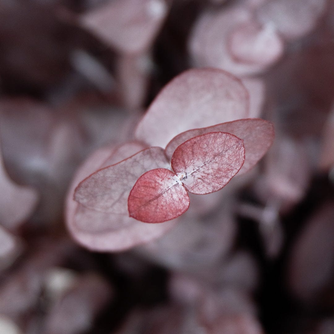 Mazzo di Eucalipto Granata