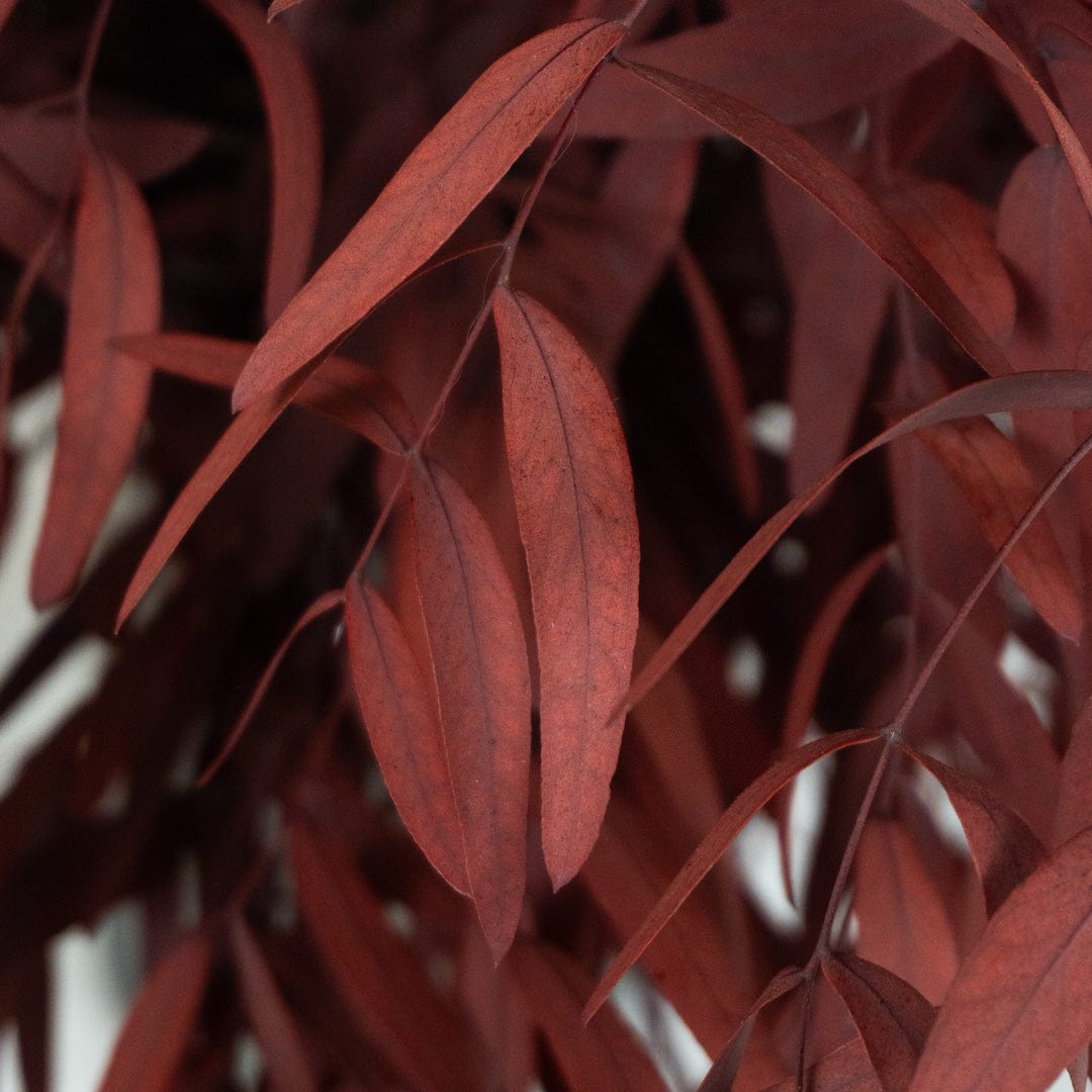 Bouquet d’Eucalyptus Nicholli Grenat