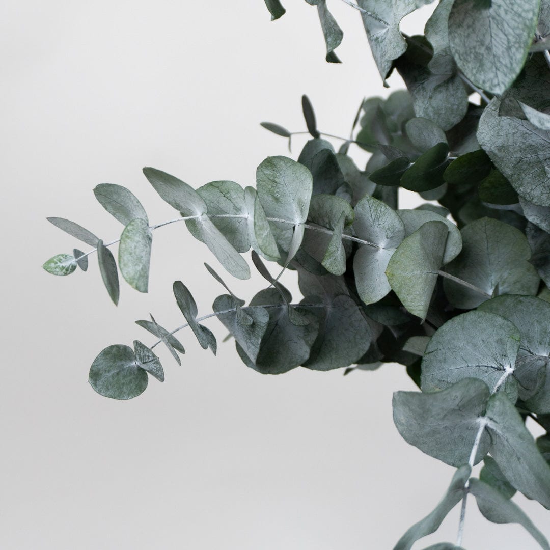 Mazzo di Eucalipto Verde