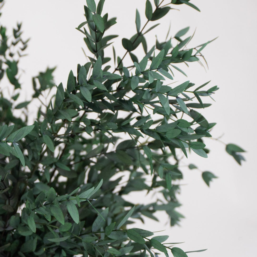 Bouquet de Parvifolia Vert