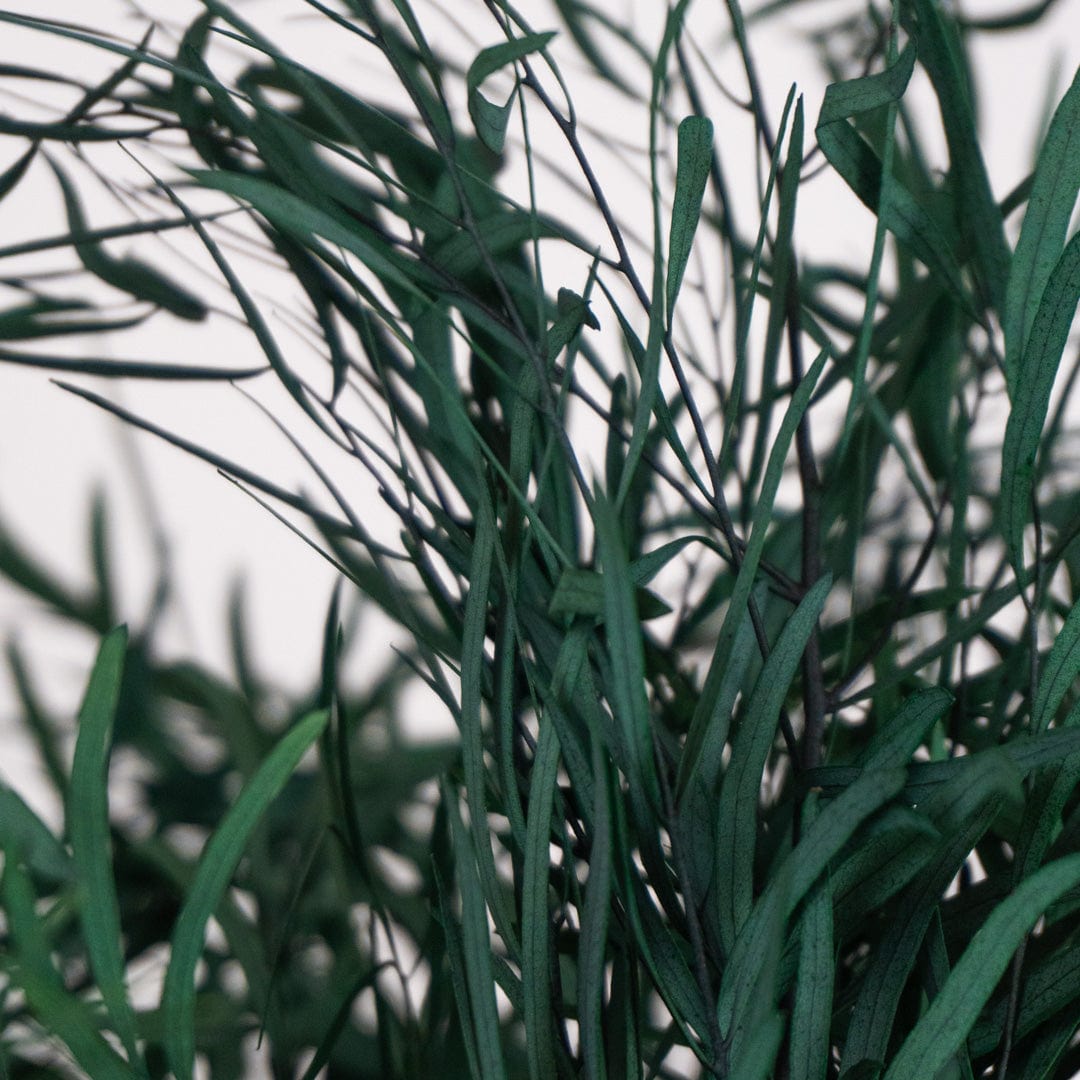 Ramo Eukalyptus Nicholli Granatrot