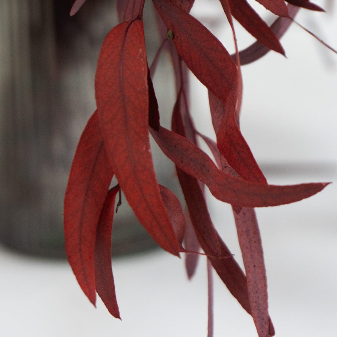 Ramo Eukalyptus Nicholli Granatrot