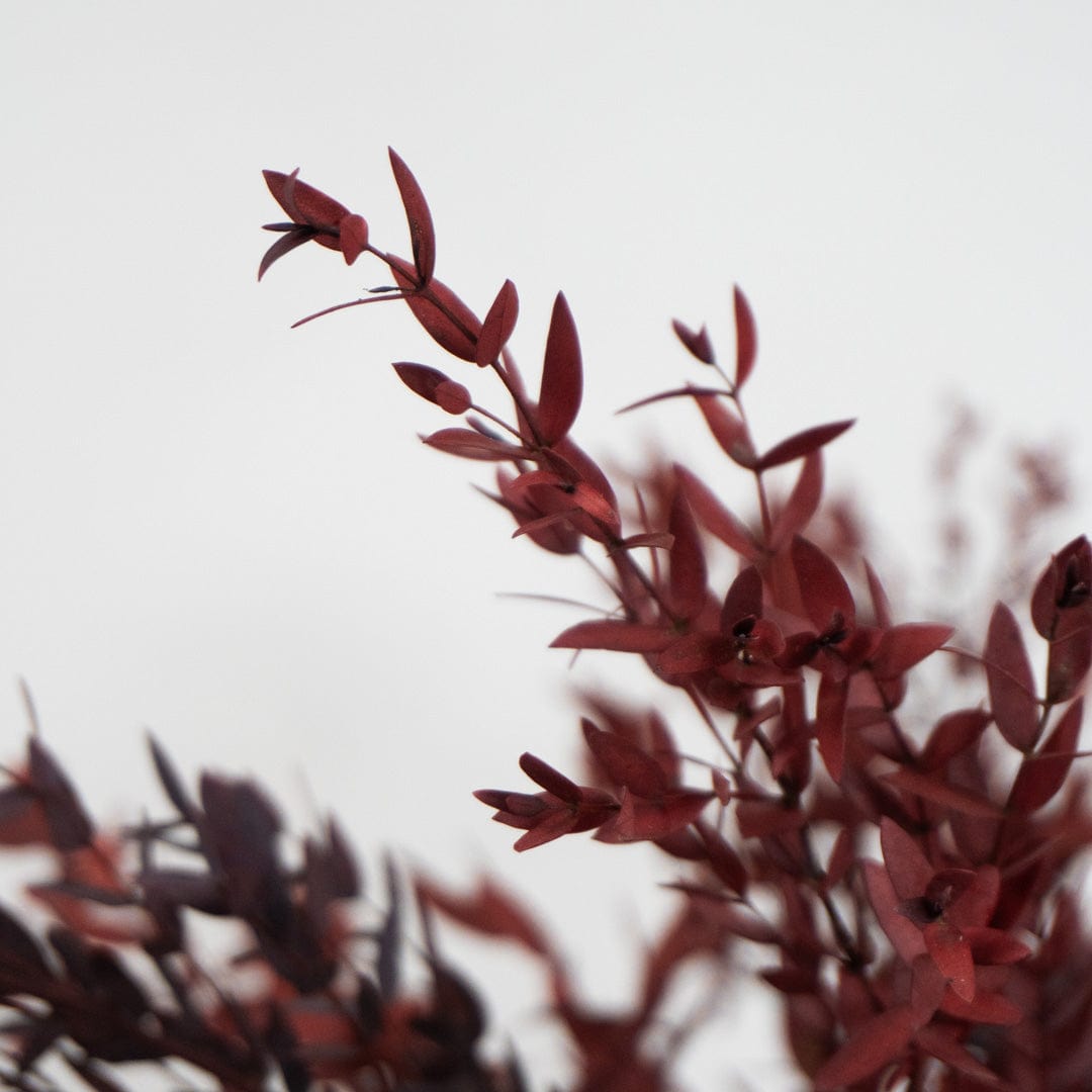 Parvifolia-Strauß Granatrot