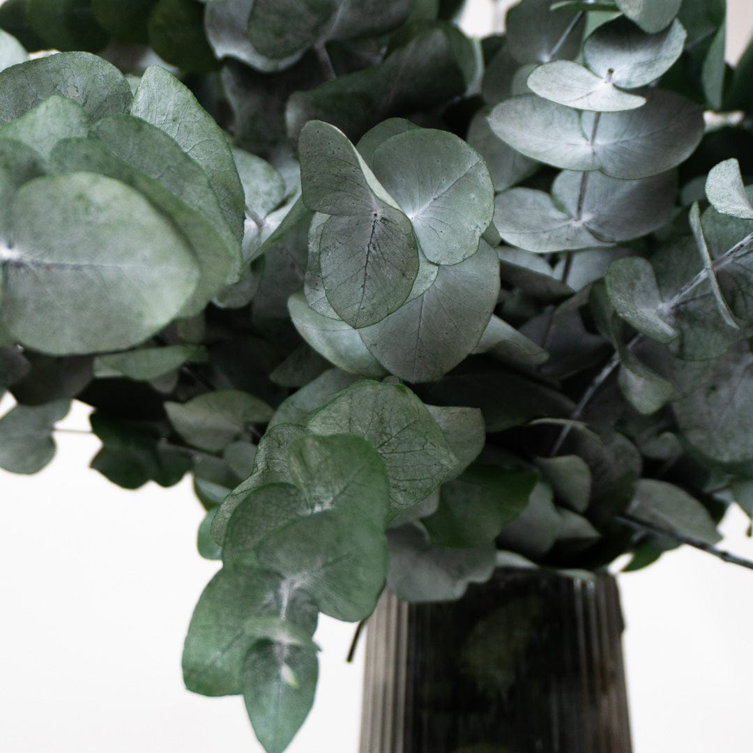 Mazzo di Eucalipto Verde