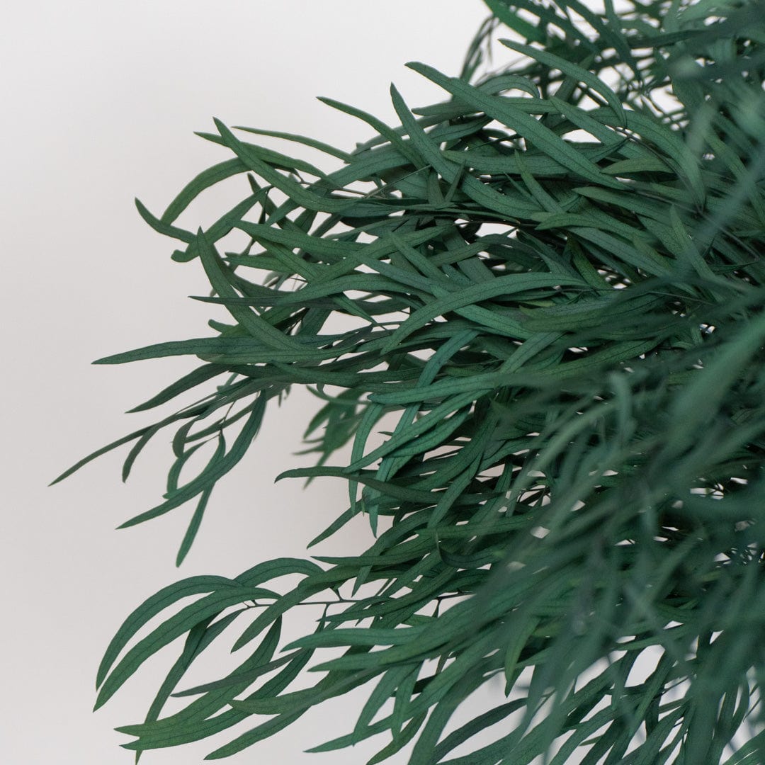 Ramo Eukalyptus Nicholli Granatrot