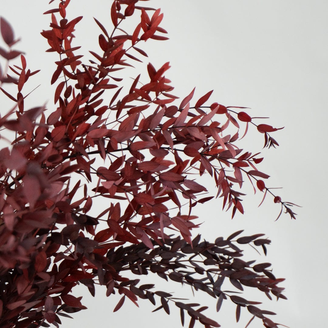 Parvifolia-Strauß Granatrot