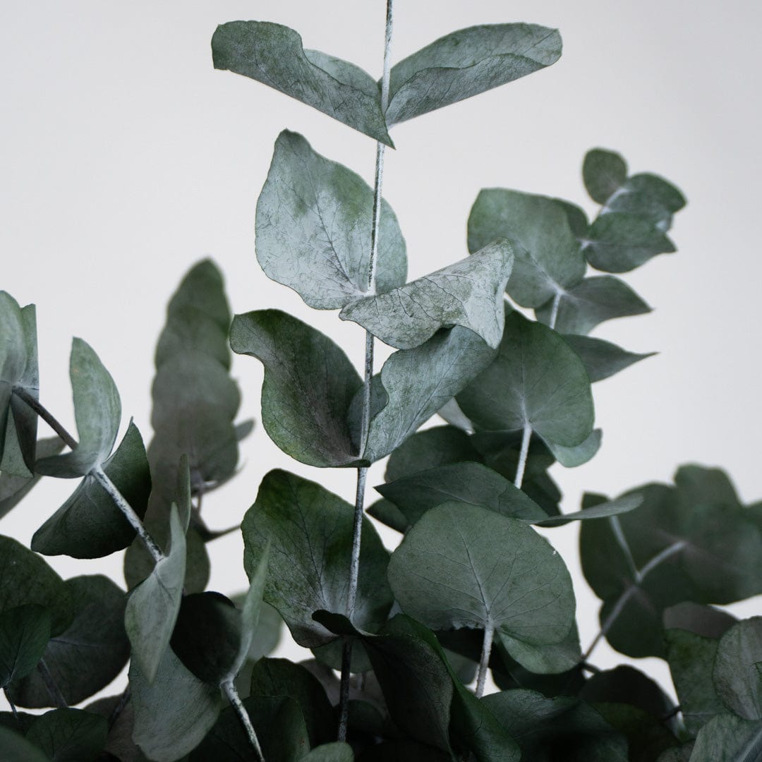 Mazzo di Eucalipto Verde
