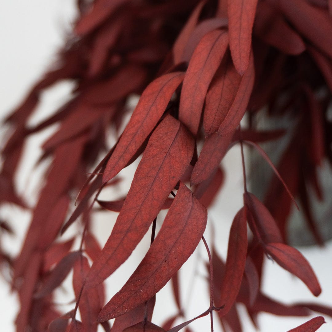 Bouquet d’Eucalyptus Nicholli Grenat