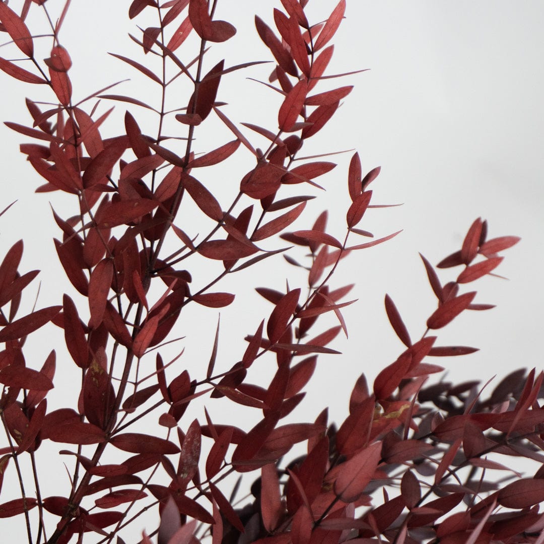 Parvifolia-Strauß Granatrot