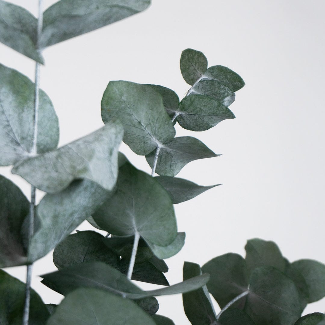 Mazzo di Eucalipto Verde