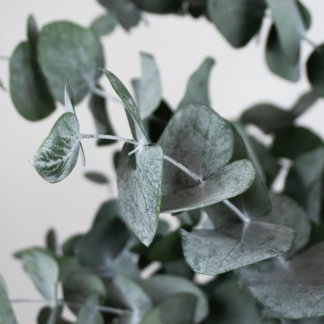 Mazzo di Eucalipto Verde