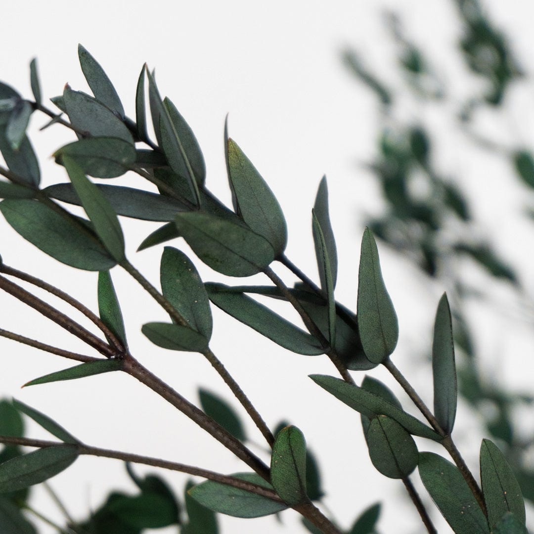 Ramo Parvifolia Grün