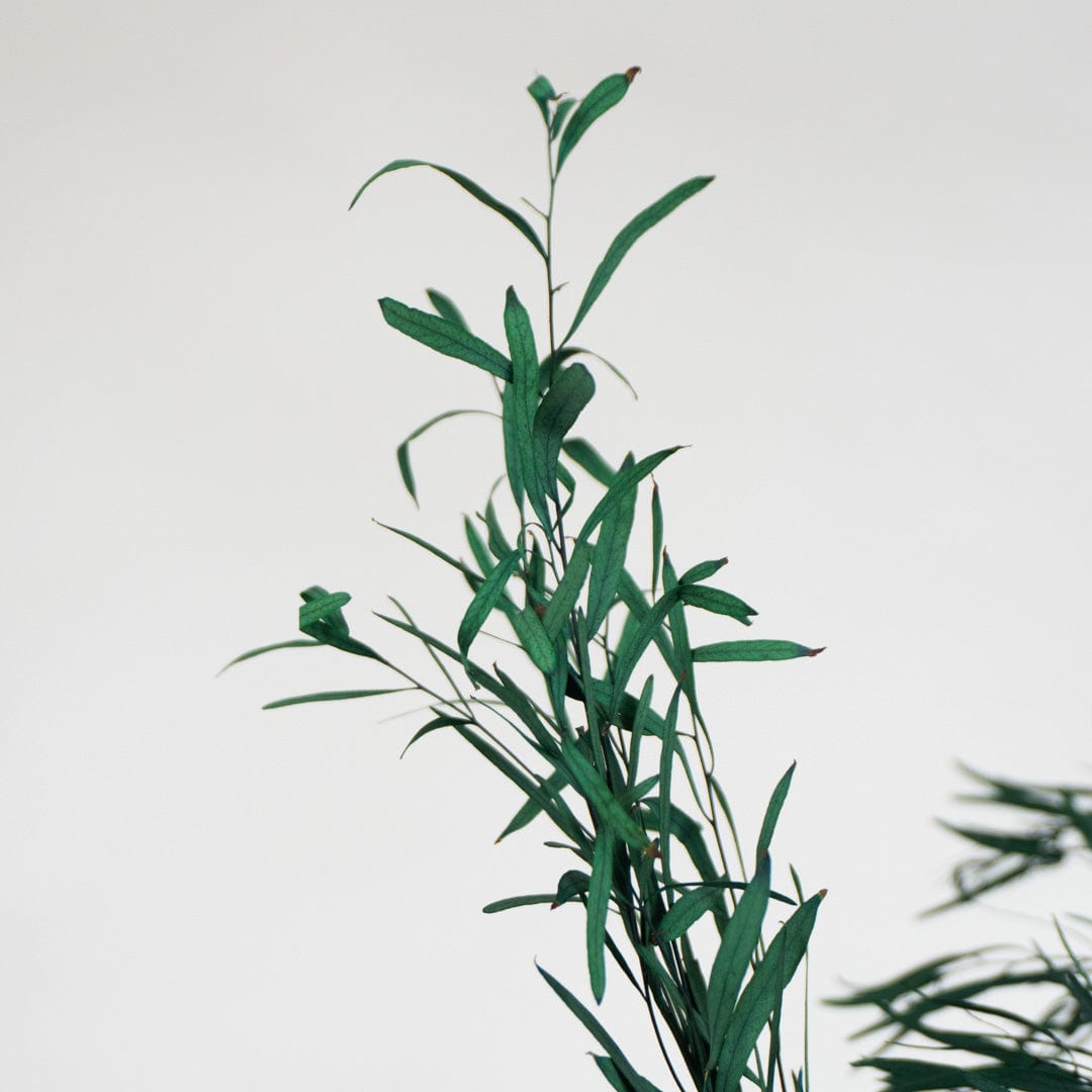 Ramo Eukalyptus Nicholli Granatrot