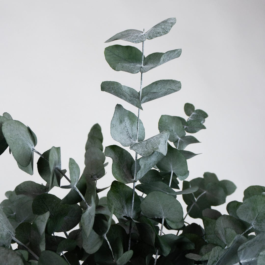 Mazzo di Eucalipto Verde