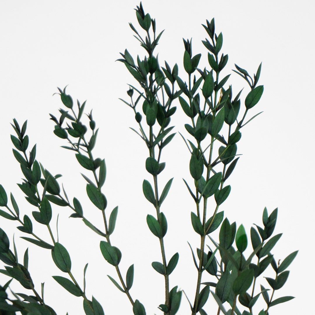 Bouquet de Parvifolia Vert