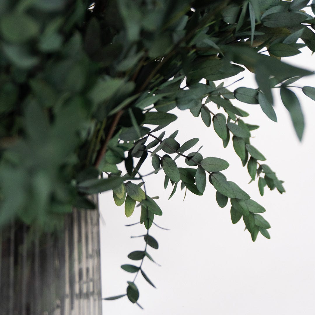 Ramo Parvifolia Grün