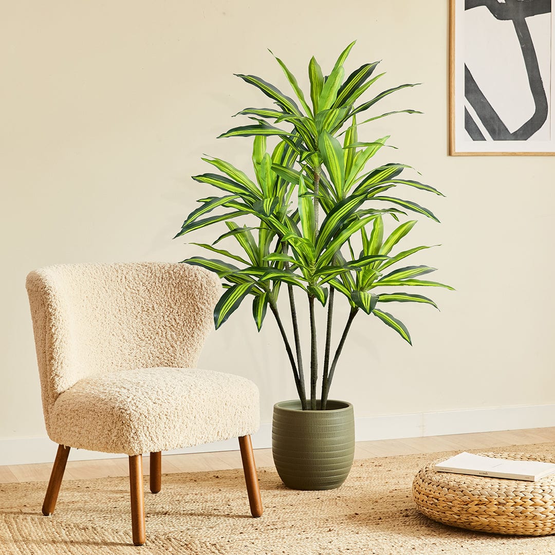 Dracena Variegata