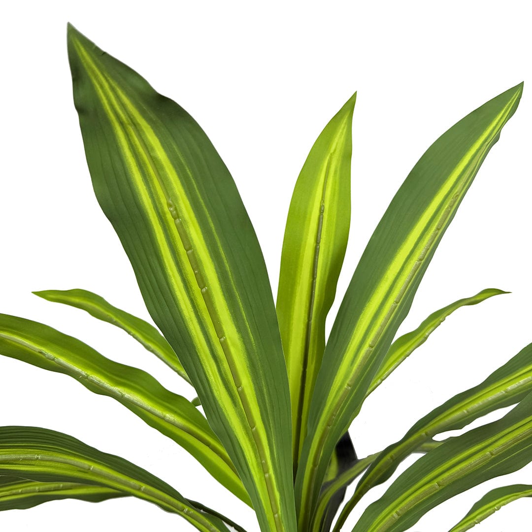 Dracena Variegata