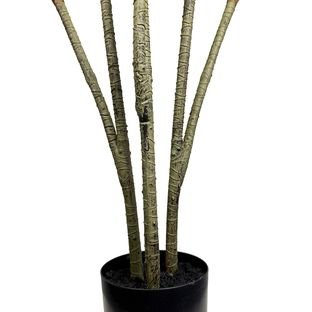 Dracena Variegata