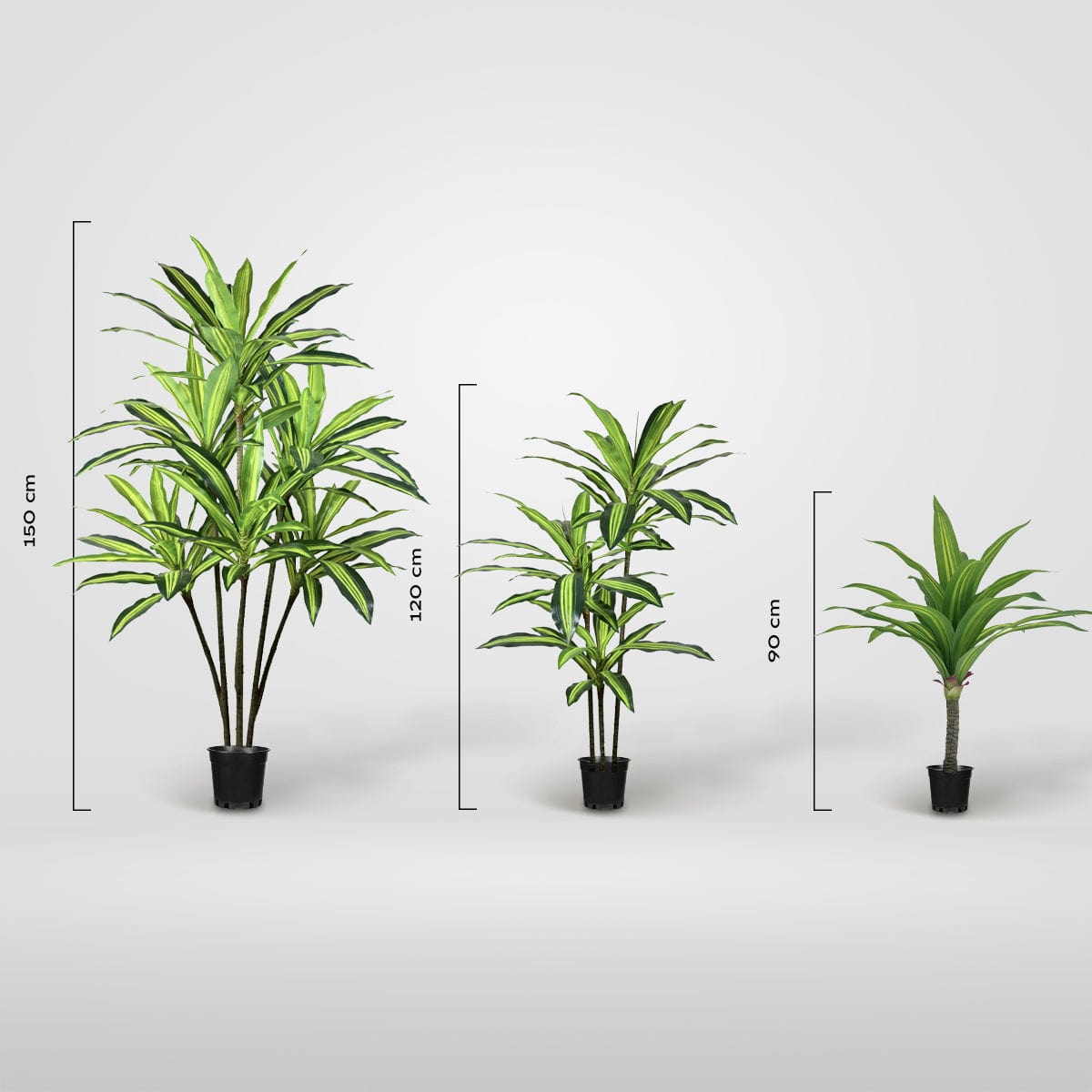 Dracaena Variegata
