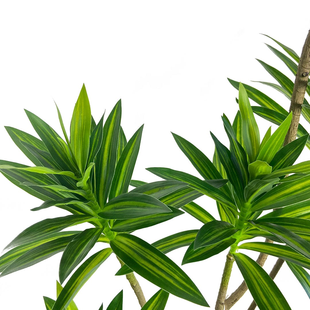 Dracaena Reflexa foncé