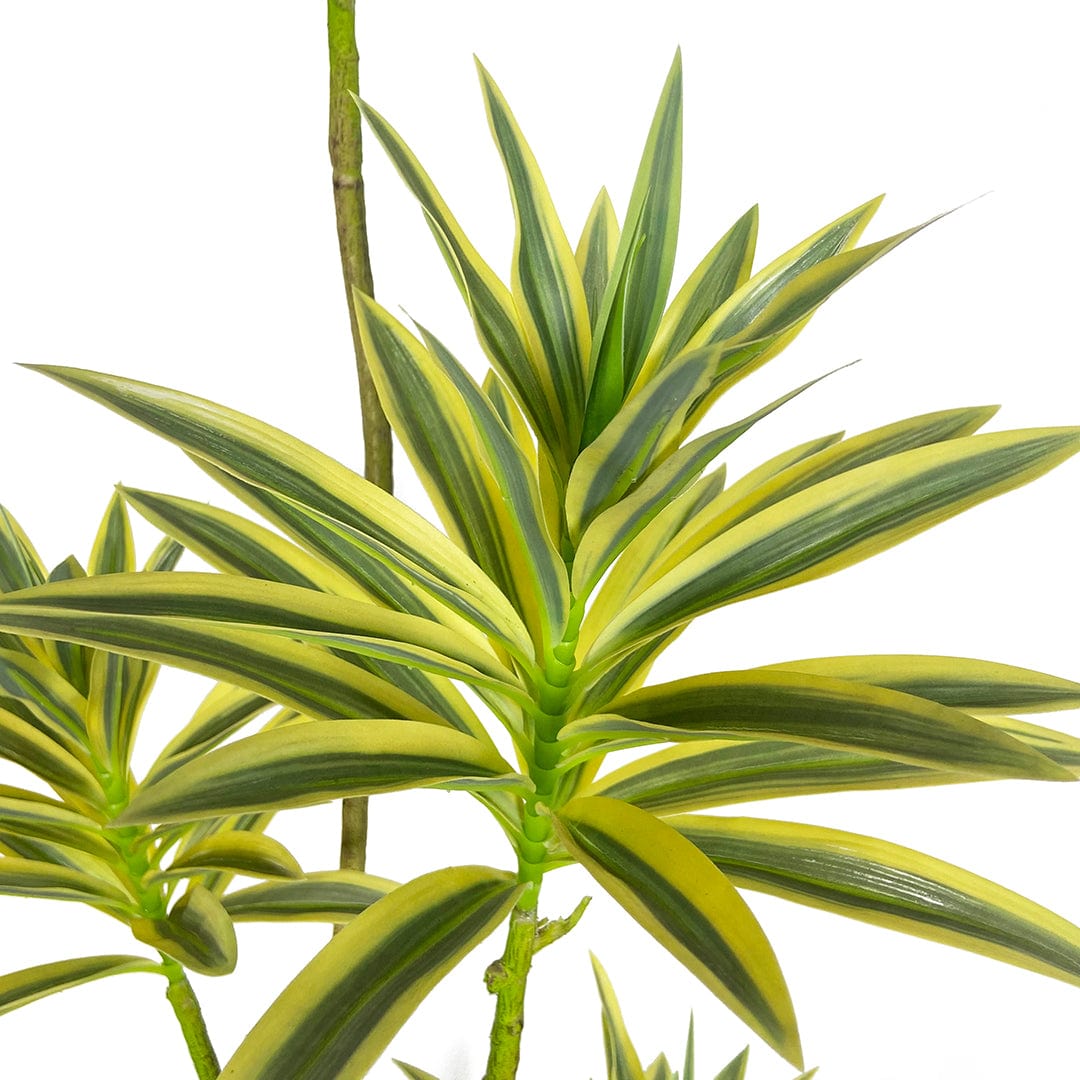 Dracaena Reflexa