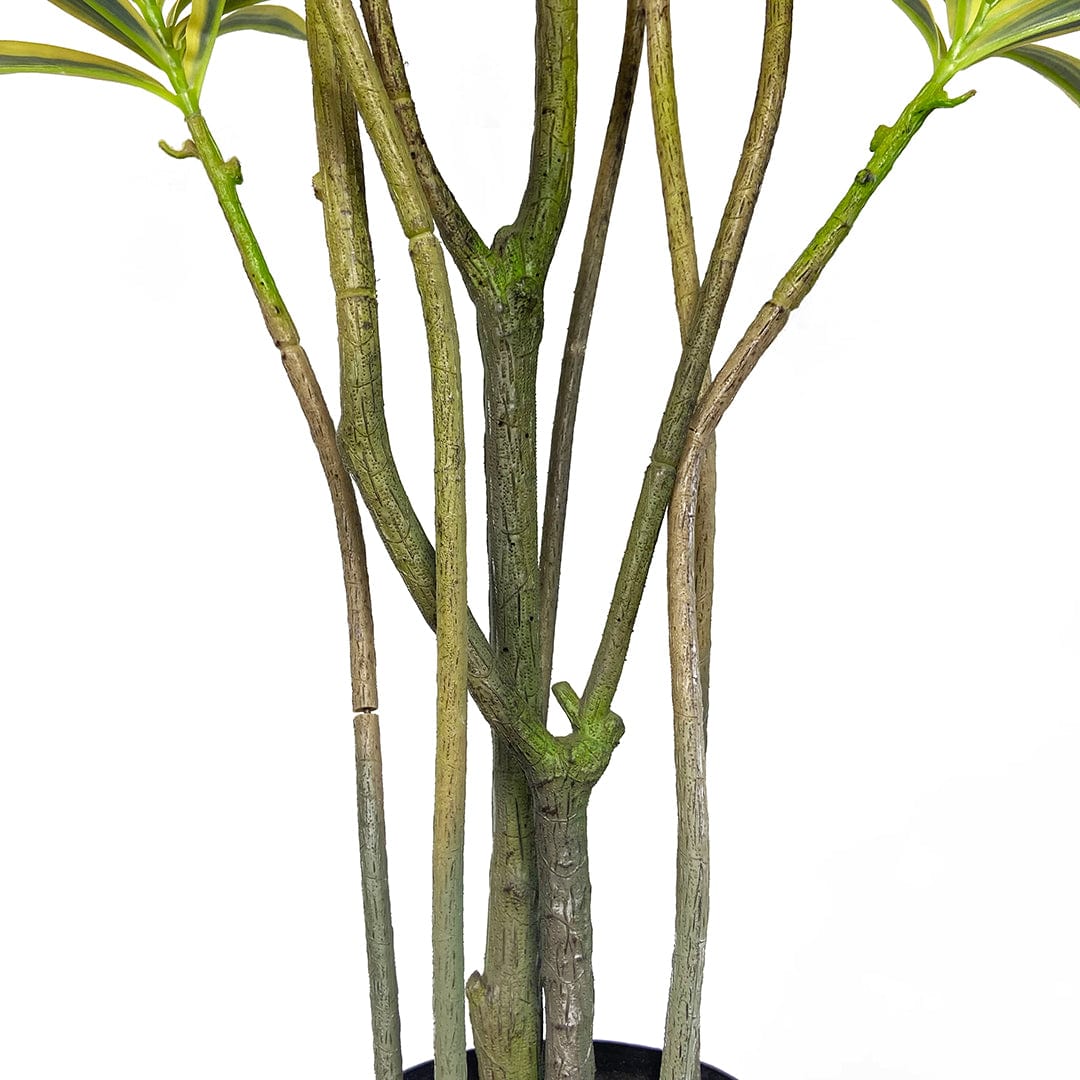 Dracaena Reflexa