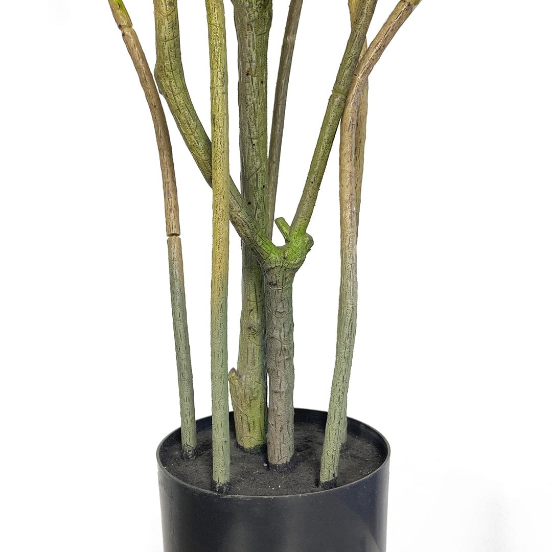 Dracaena Reflexa