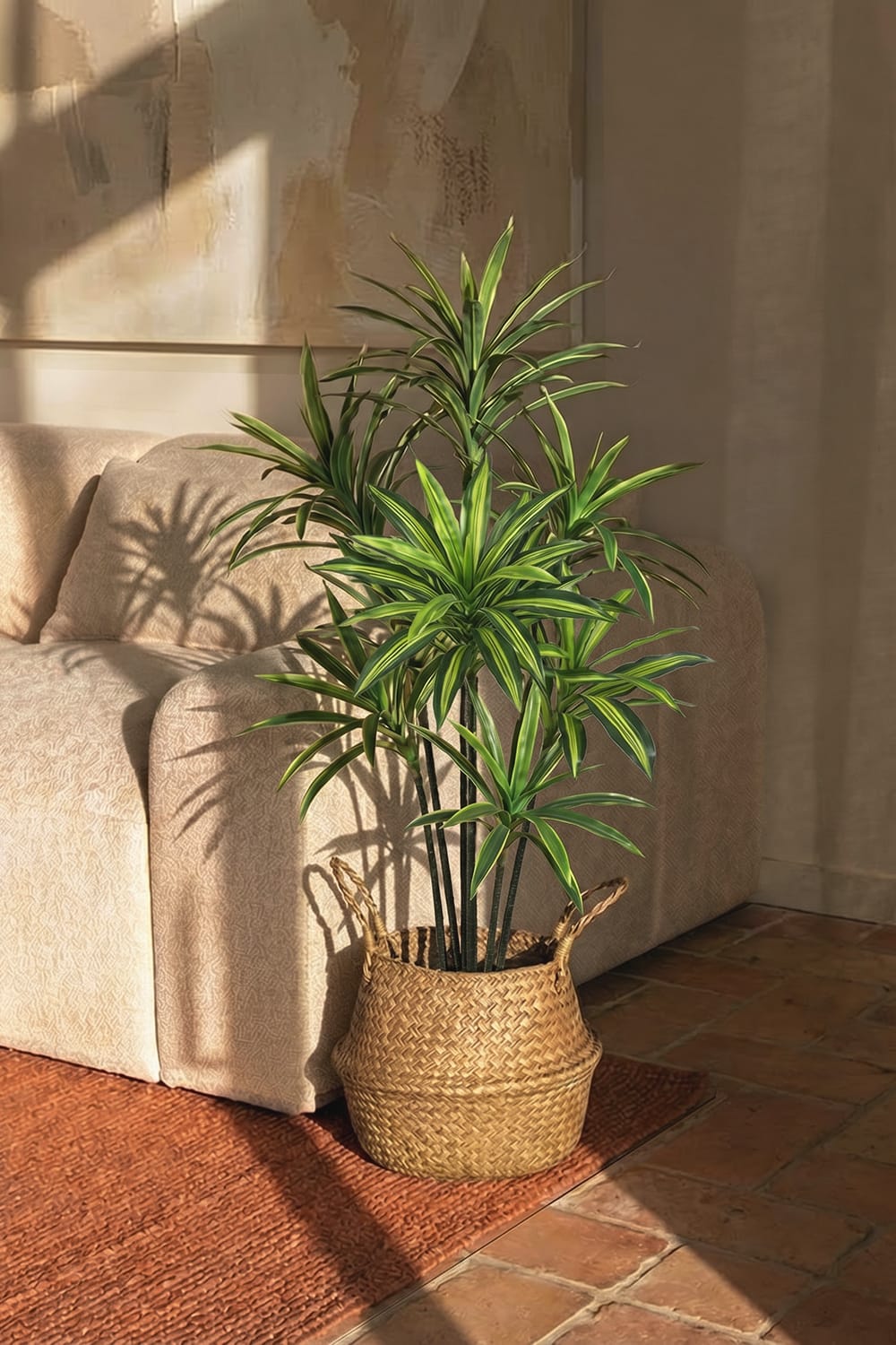 variegated dracaena plants Variegated Dracaena