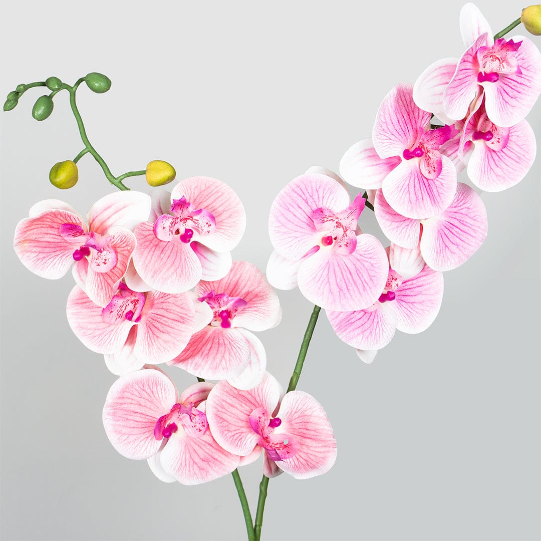 Single Orchidee Babyrosa