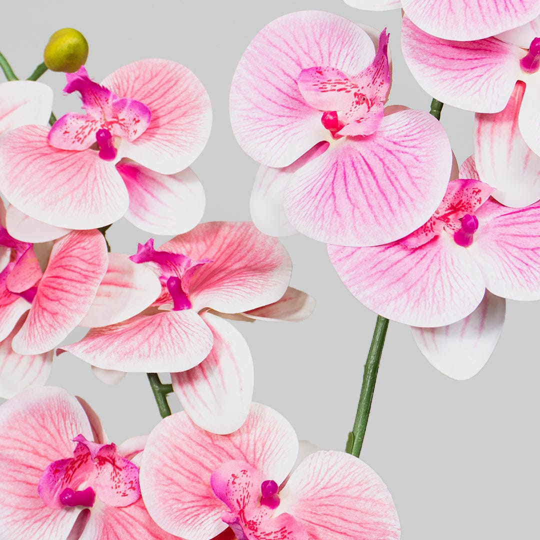 Single Orchidee Babyrosa