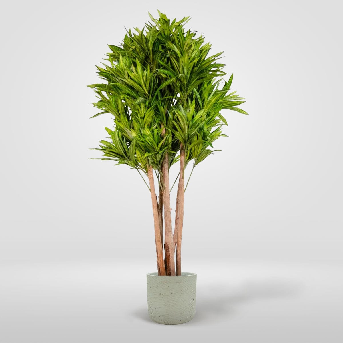 Dracena Orientale