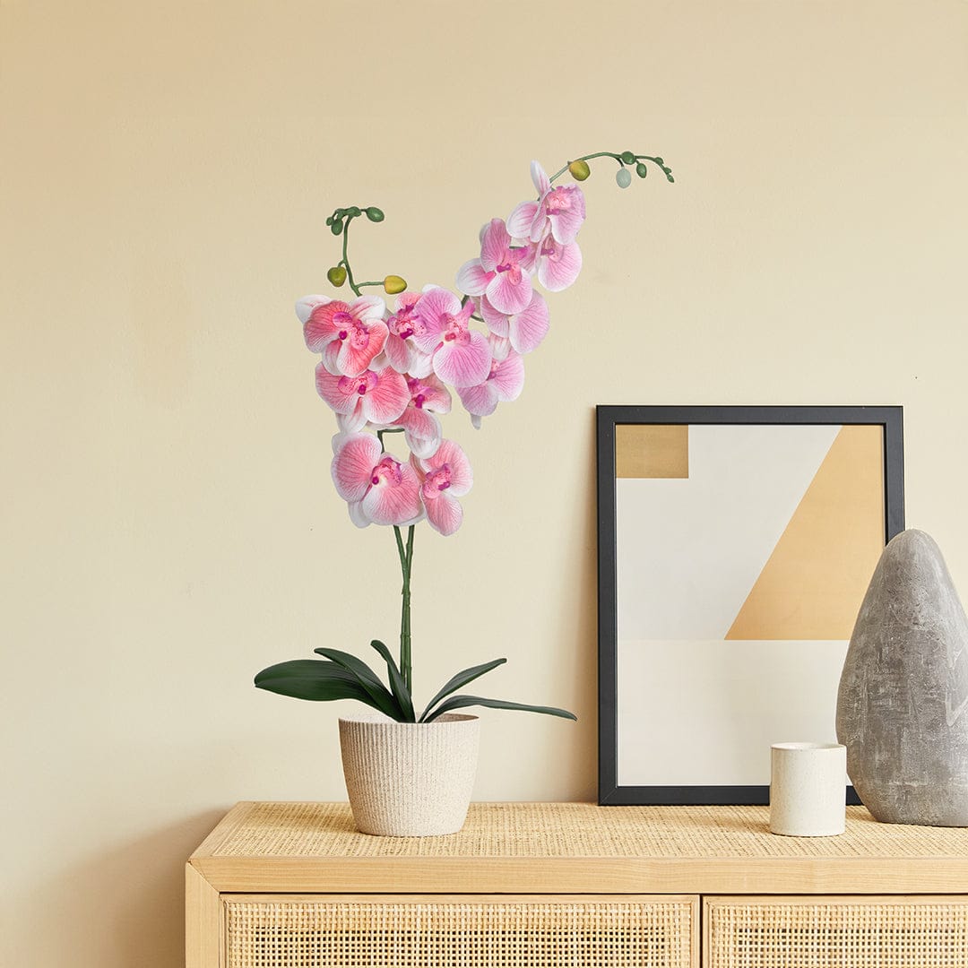 Single Orchidee Babyrosa