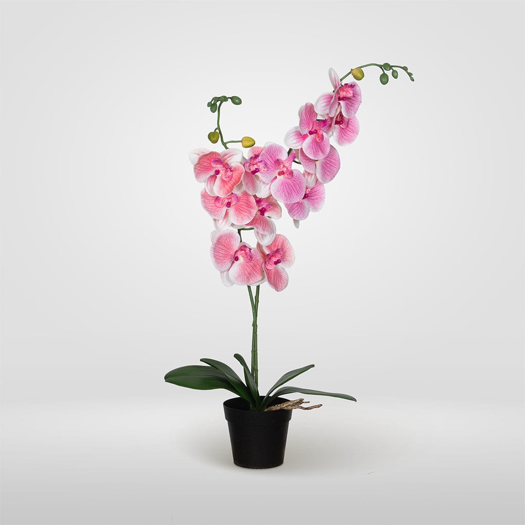 Single Orchidee Babyrosa