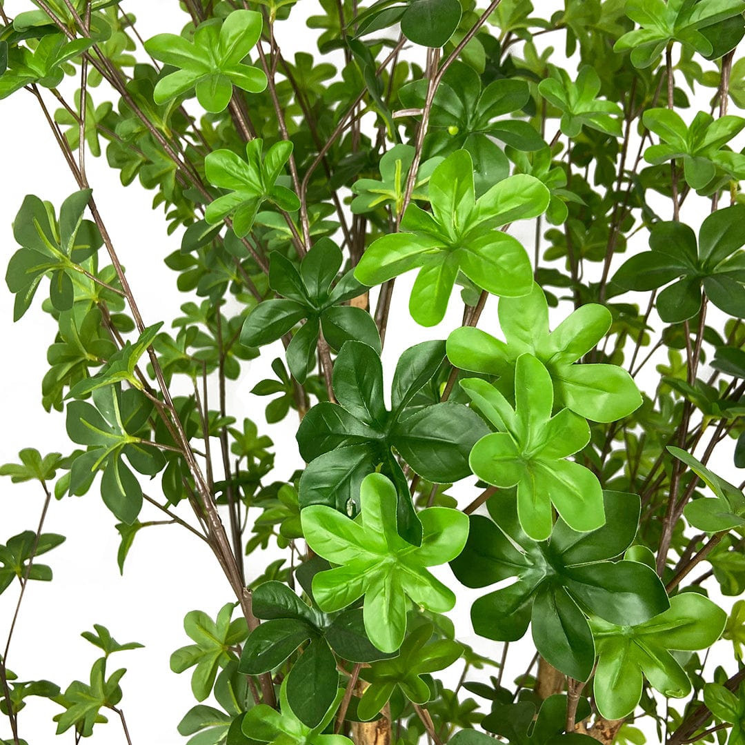 Enquianto Tree
