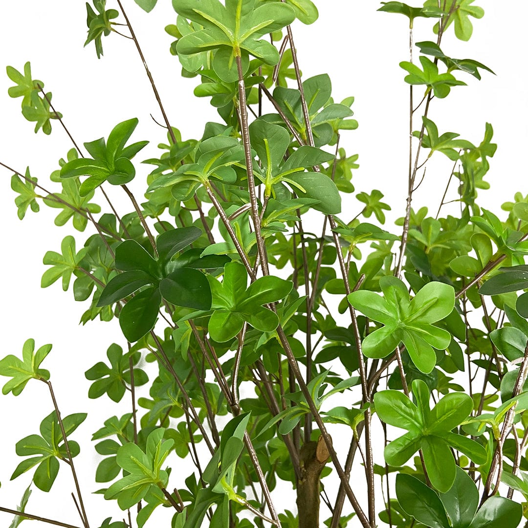 Albero Enquianto