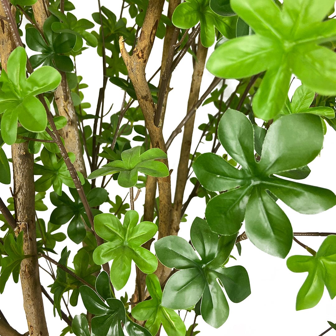 Enquianto Tree