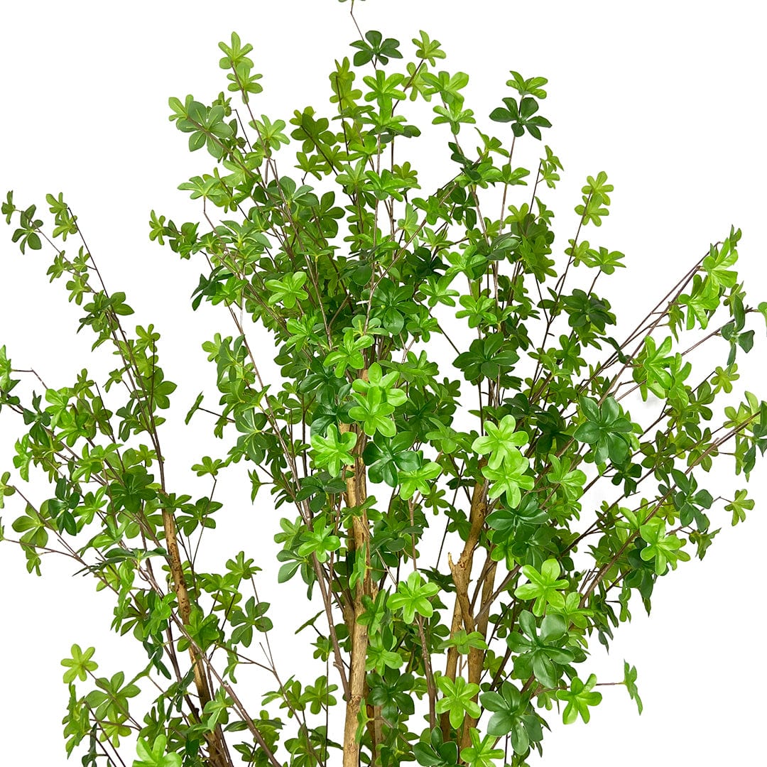 Enquianto Tree