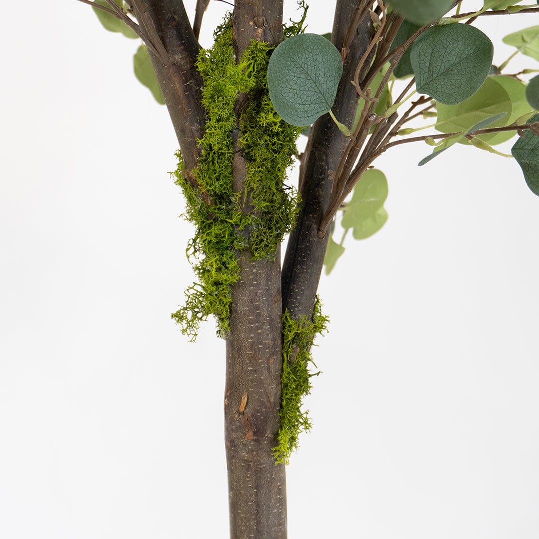 Wild Eucalyptus