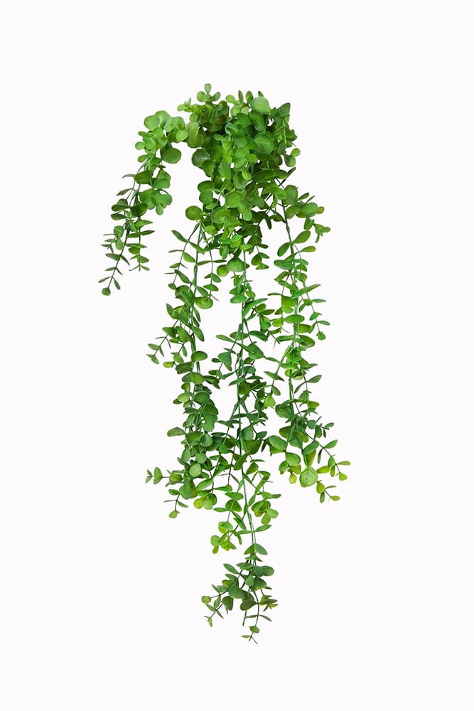 Hanging Eucalyptus