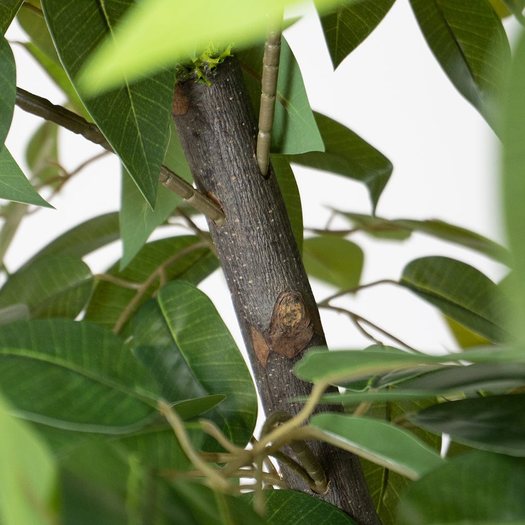 Wild Ficus