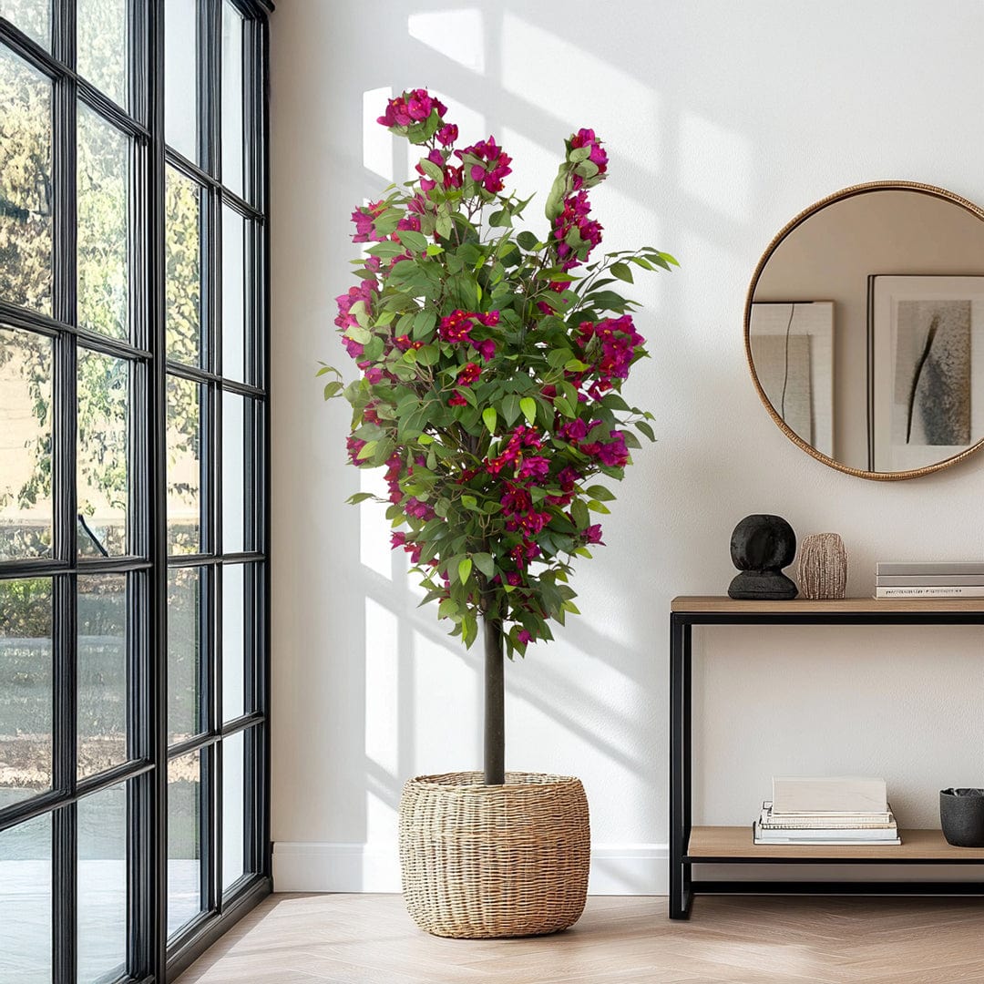 Wild Ficus Bougainvillea