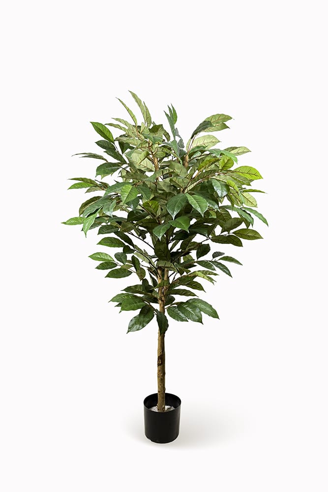Albero del Caffè
